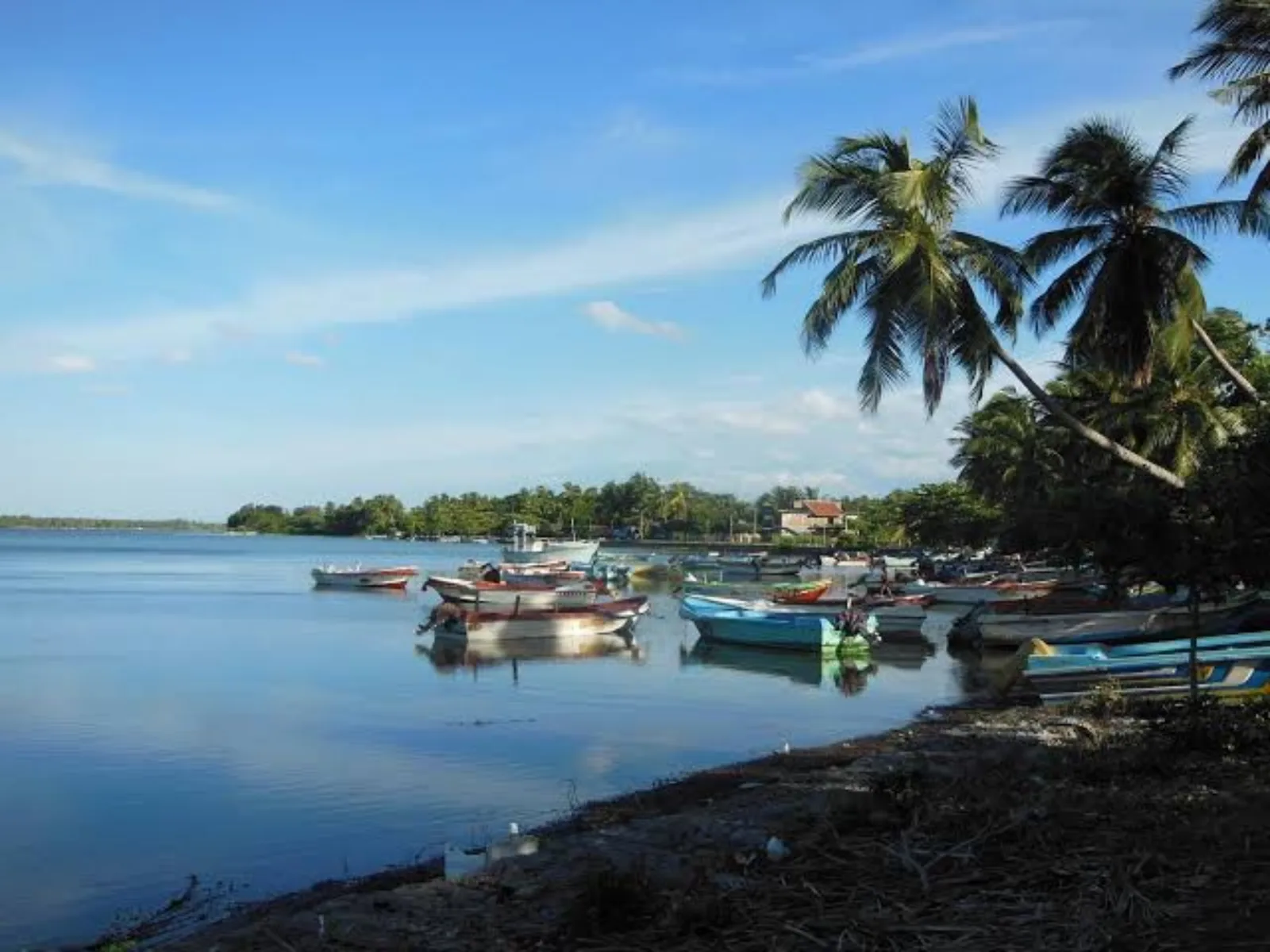 Fishing boats moored on the calm waters of Batticaloa lagoon, fringed with palm trees