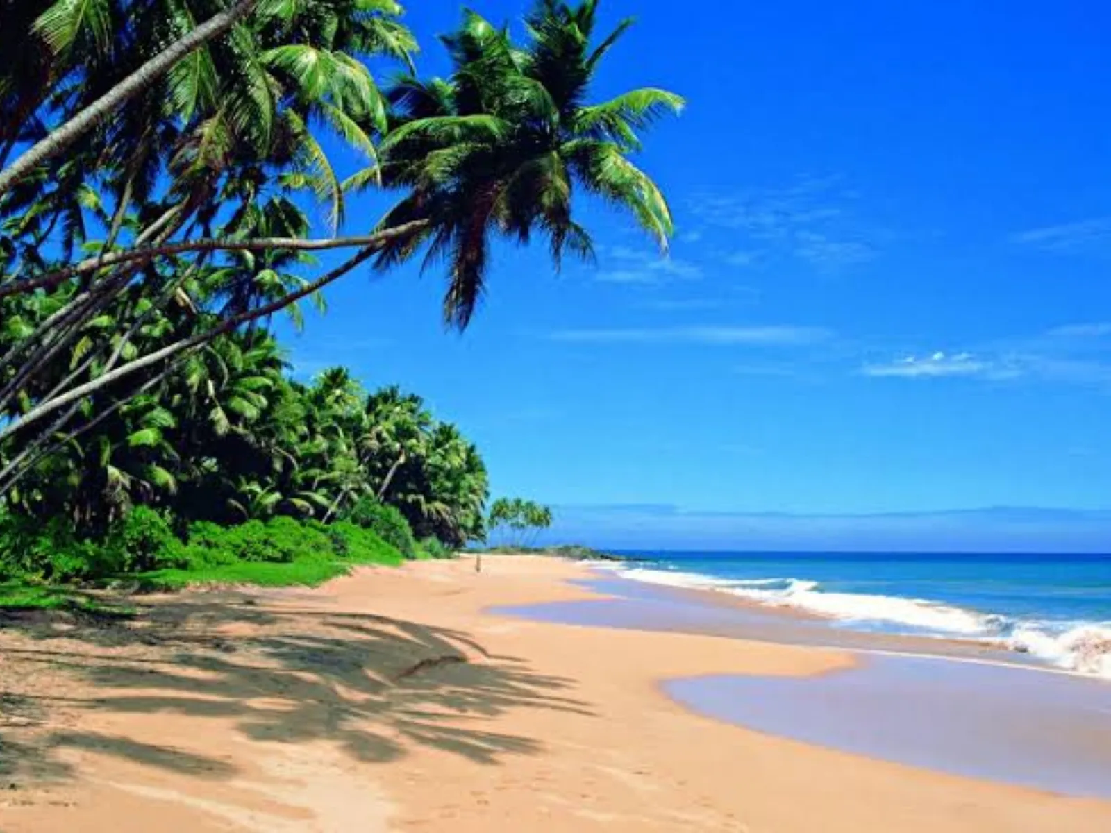 A quiet golden-sand beach lined with overhanging coconut palms at Beruwala