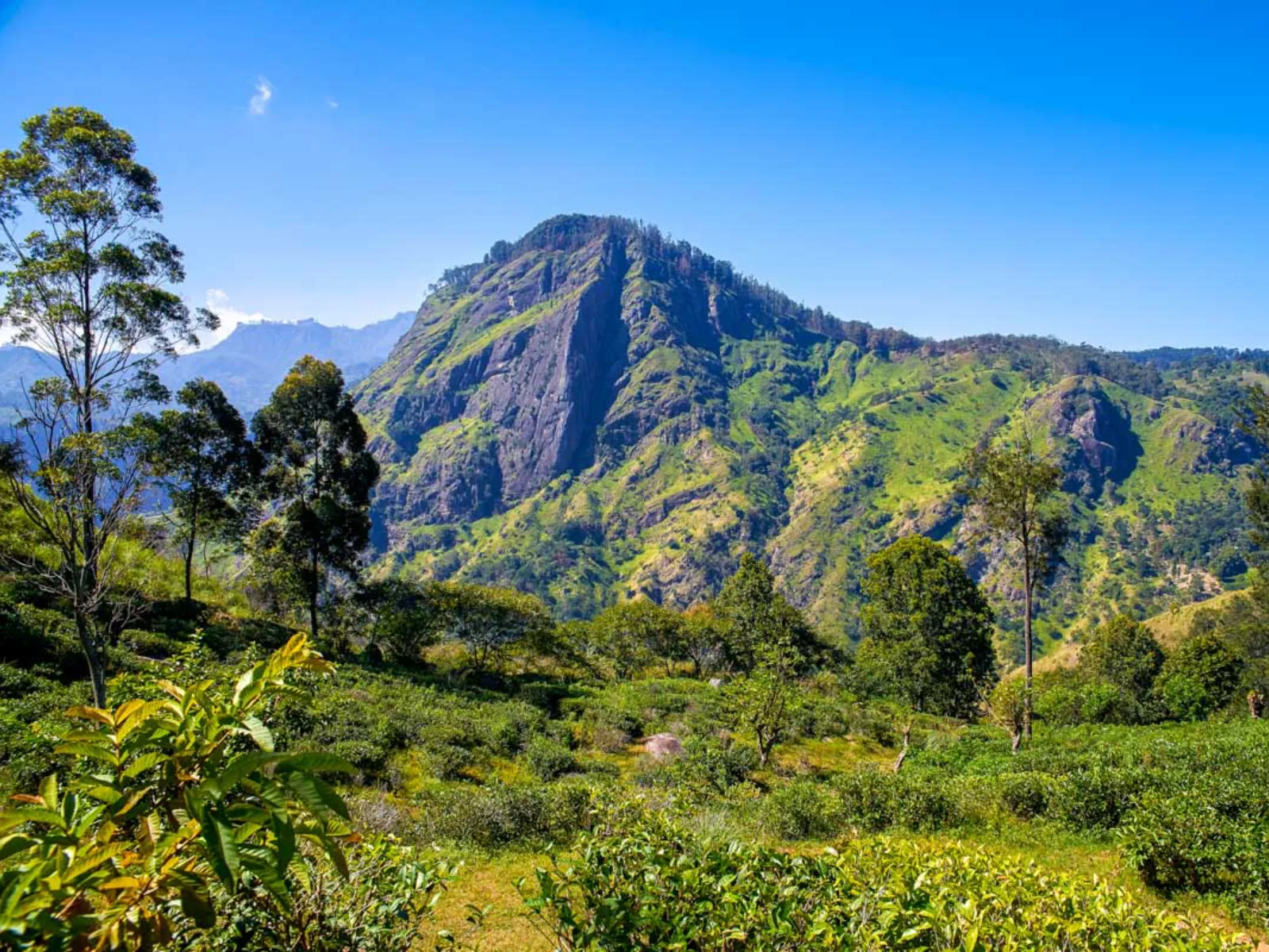 Tea estates on the ridge above Haputale in Sri Lanka's hill country