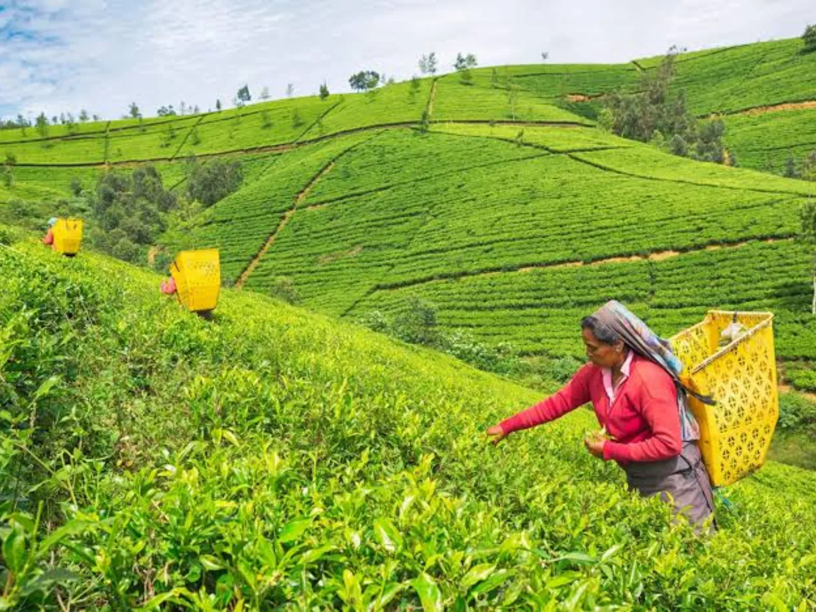 Rolling tea estates in the hills around Nuwara Eliya