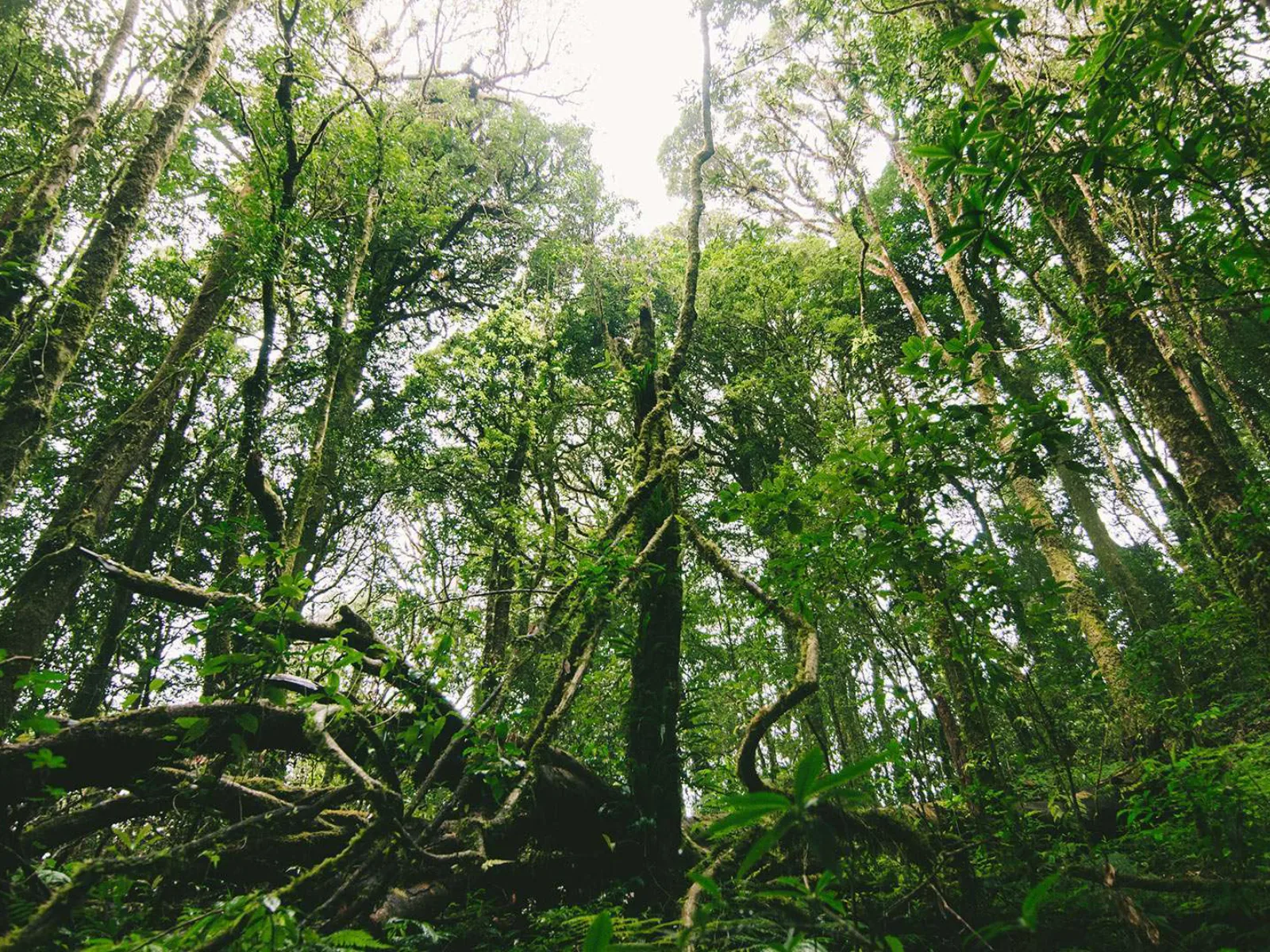 Dense rainforest canopy in Sri Lanka's Sinharaja Forest Reserve