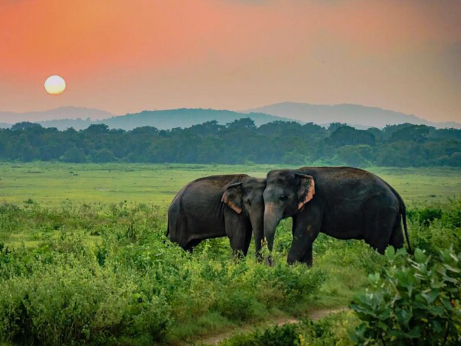 A family of wild elephants with a calf walking beside a watering hole in Udawalawe National Park