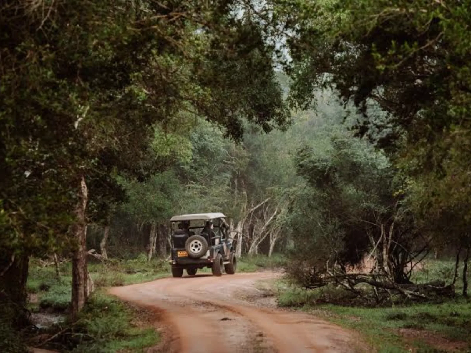 A leopard resting near one of Wilpattu National Park's natural lakes