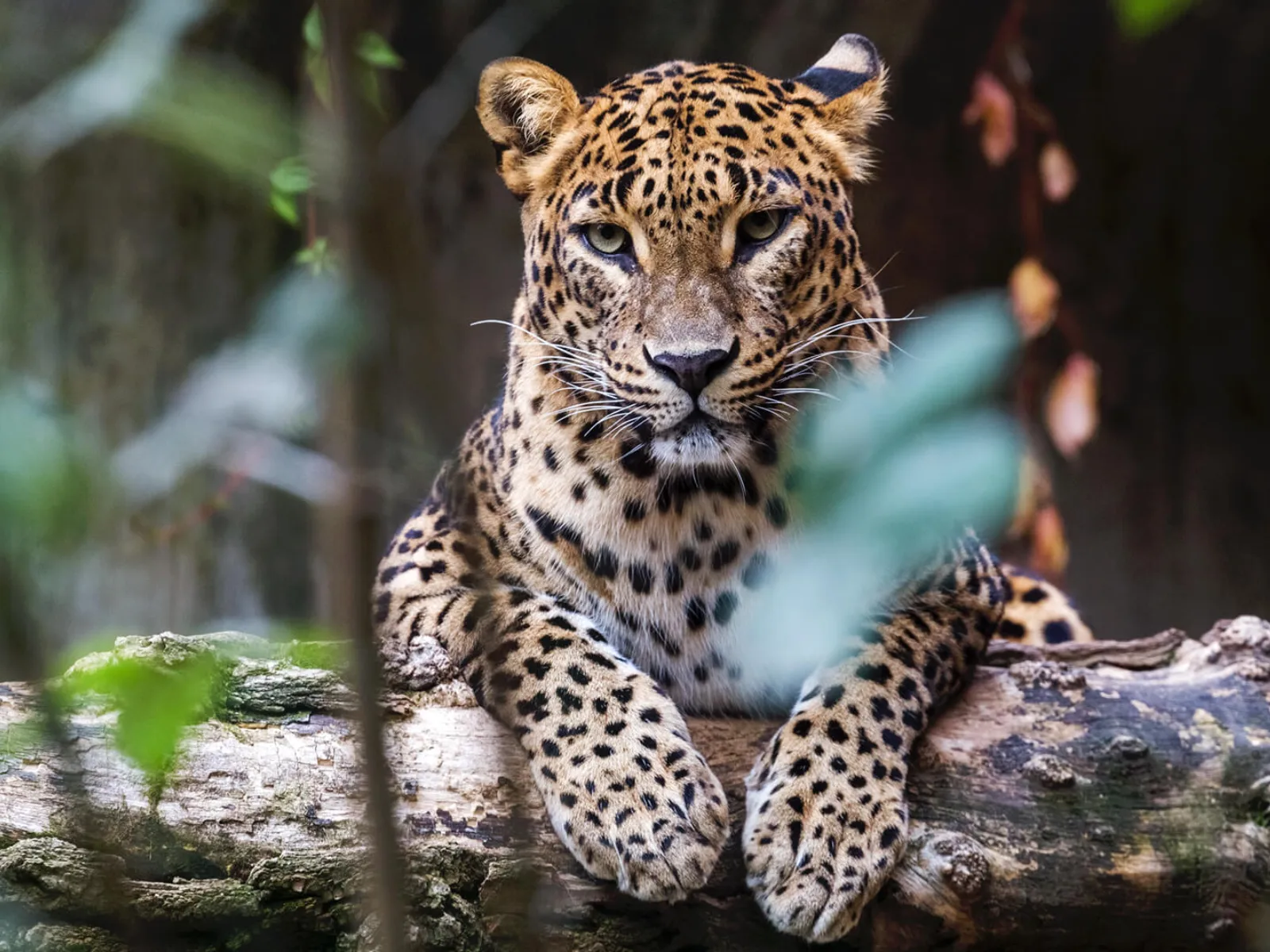 A Sri Lankan leopard resting on a rock in Yala National Park