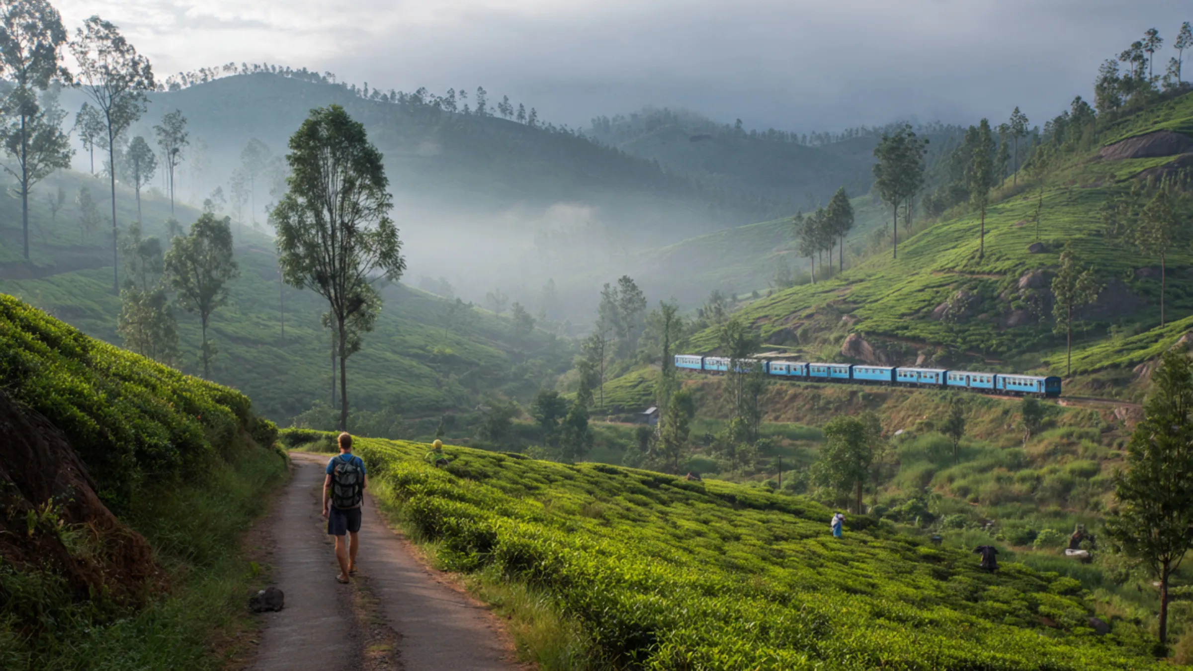 A hiker walking a trail beside tea fields as a blue train passes through the highlands