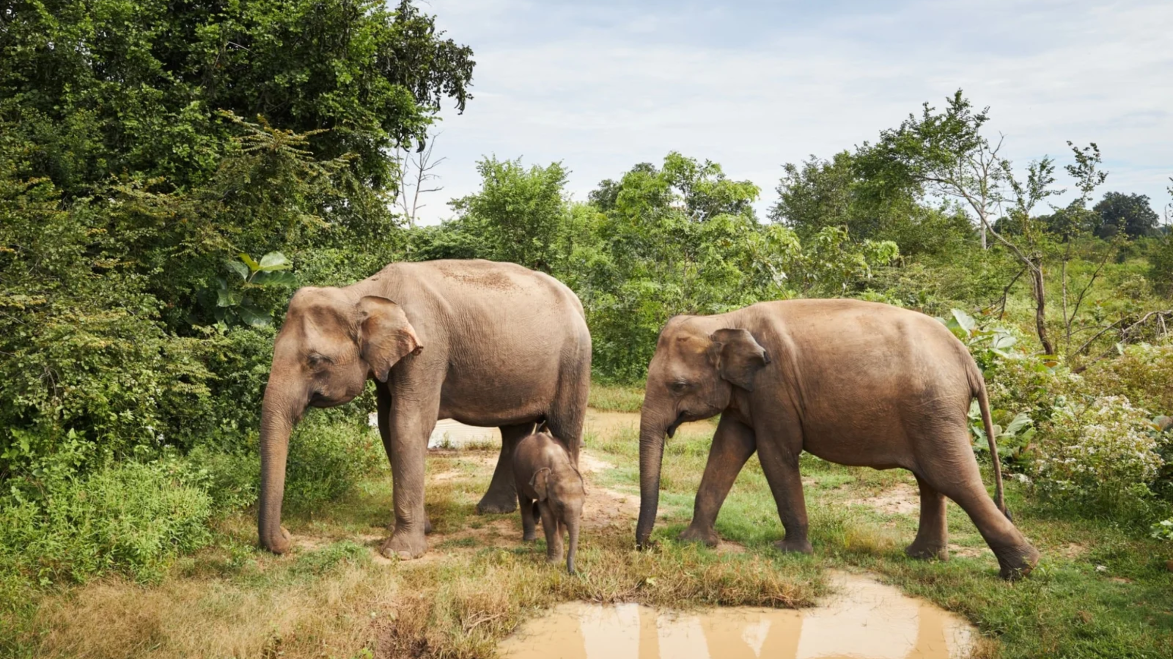 A family of wild elephants with a calf walking beside a watering hole in Udawalawe National Park
