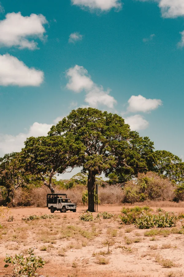 A safari jeep parked beneath a large tree in Yala National Park